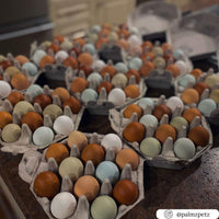 Several 12-egg paper pulp incredible octogon egg cartons filled with brown and white eggs 