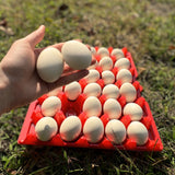 A red plastic washable, reusable, 30-cell egg carton filled with 30 white eggs. 