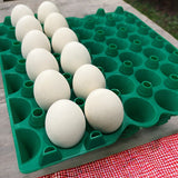 Two rows of eggs in a green plastic washable stackable reusable tray for eggs, machines parts, organization