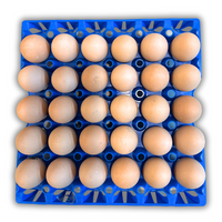 30-Cell Washable Blue filled with eggs