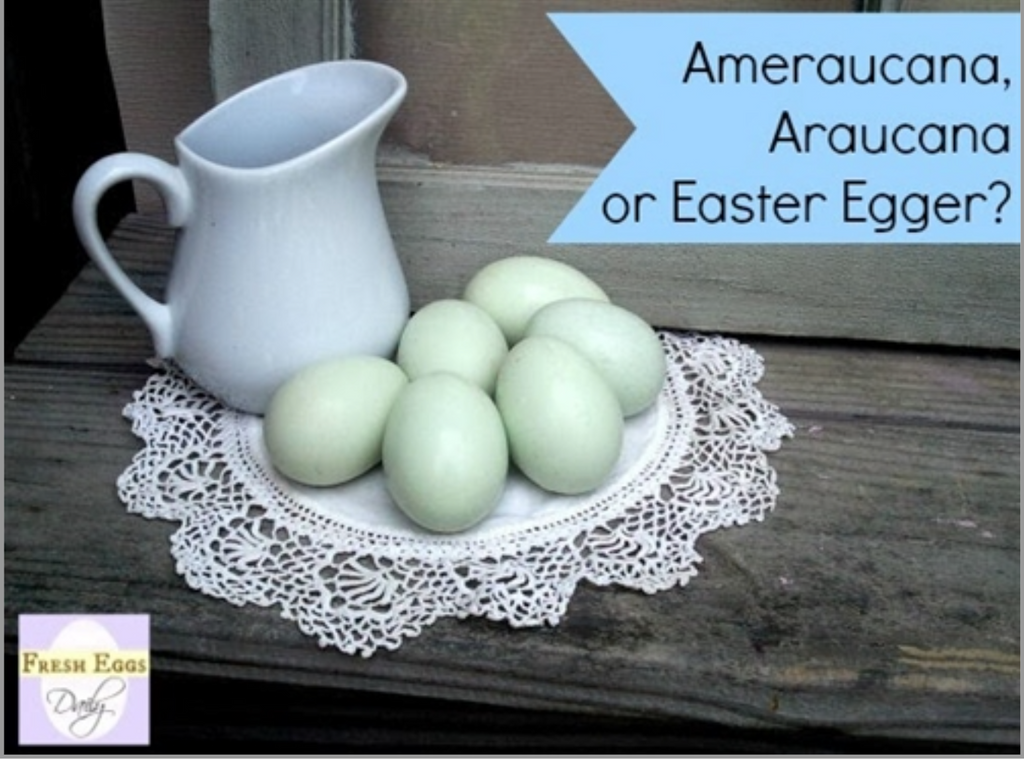 The Blue Egg Layers