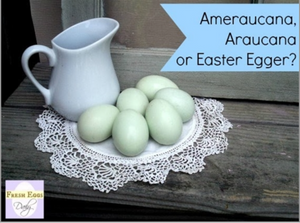 The Blue Egg Layers