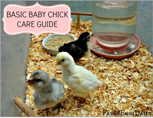 Basic Baby Chick Care Guide