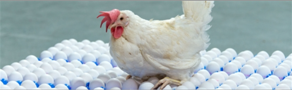 Proper Handling of Eggs: From Hen to Consumption
