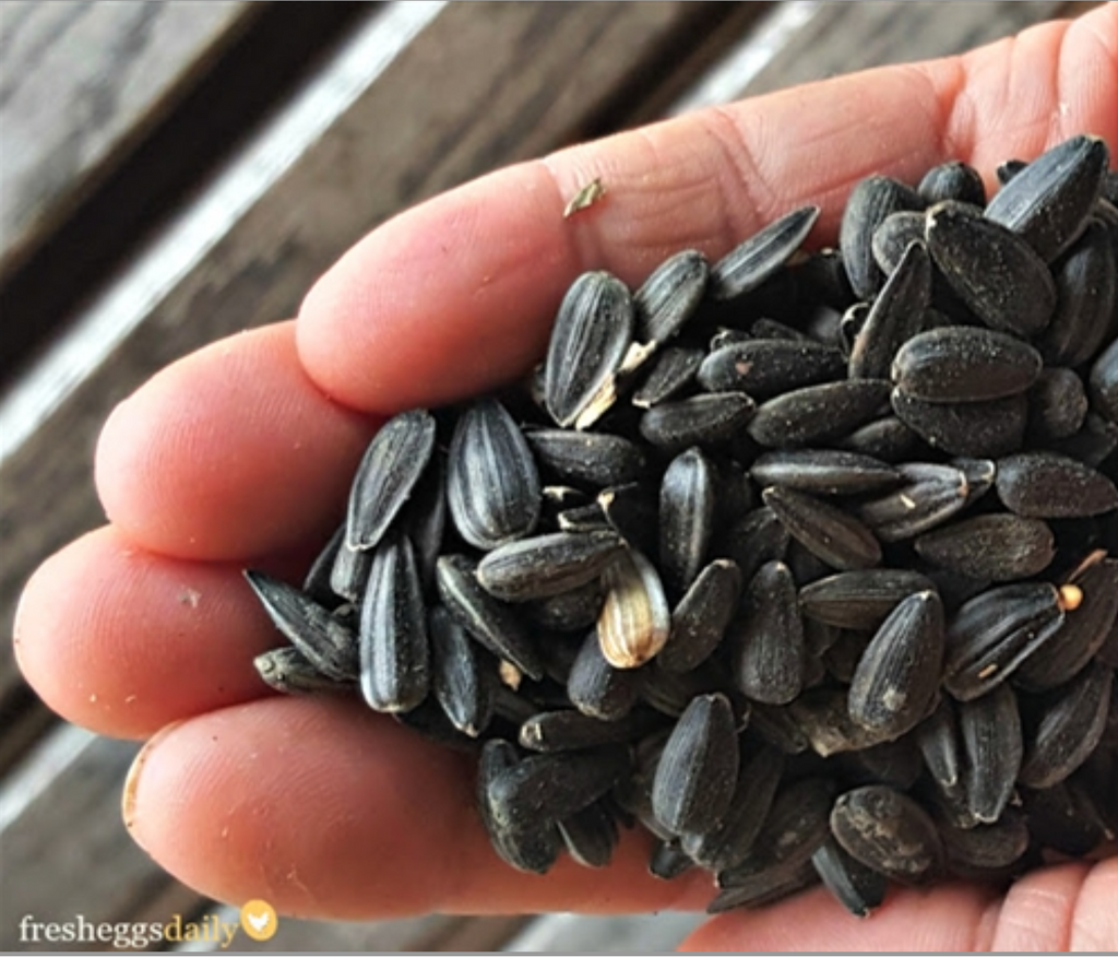 Feed the Wild Birds and Your Chickens This Winter