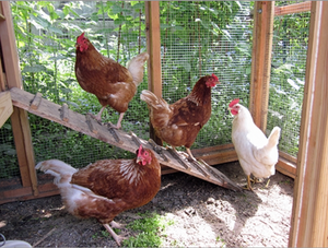 Managing a Small Flock of Chickens