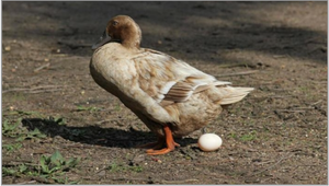 Maximizing Duck Egg Production