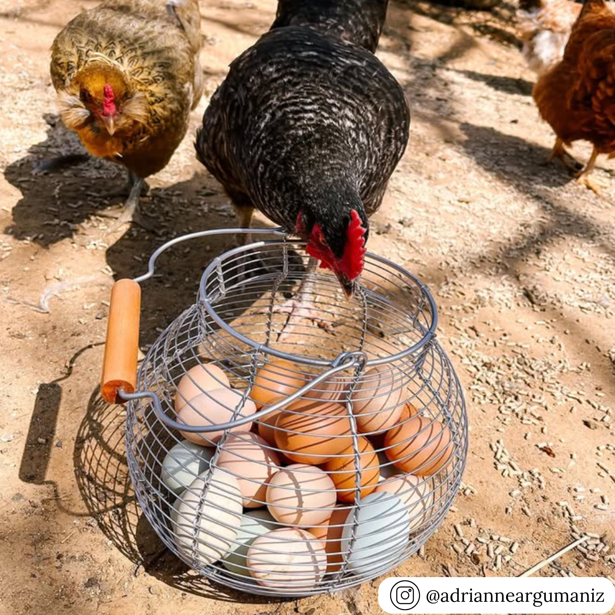 Backyard Chicken Egg Collecting For Kids