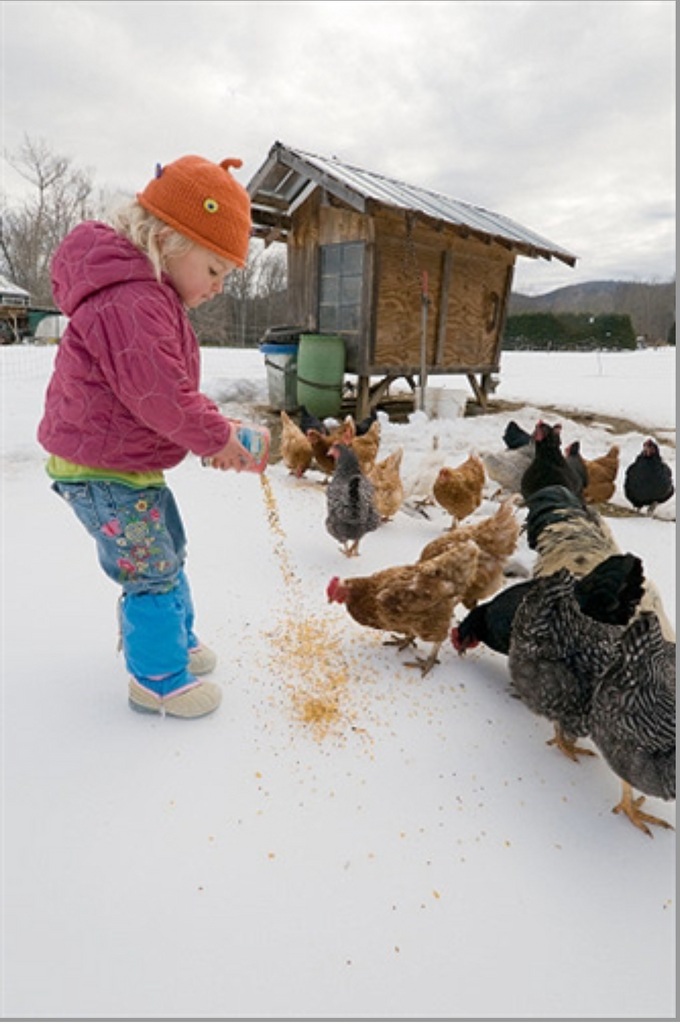 Winter Chicken Care Tips