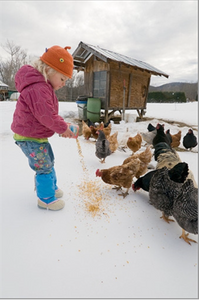 Winter Chicken Care Tips
