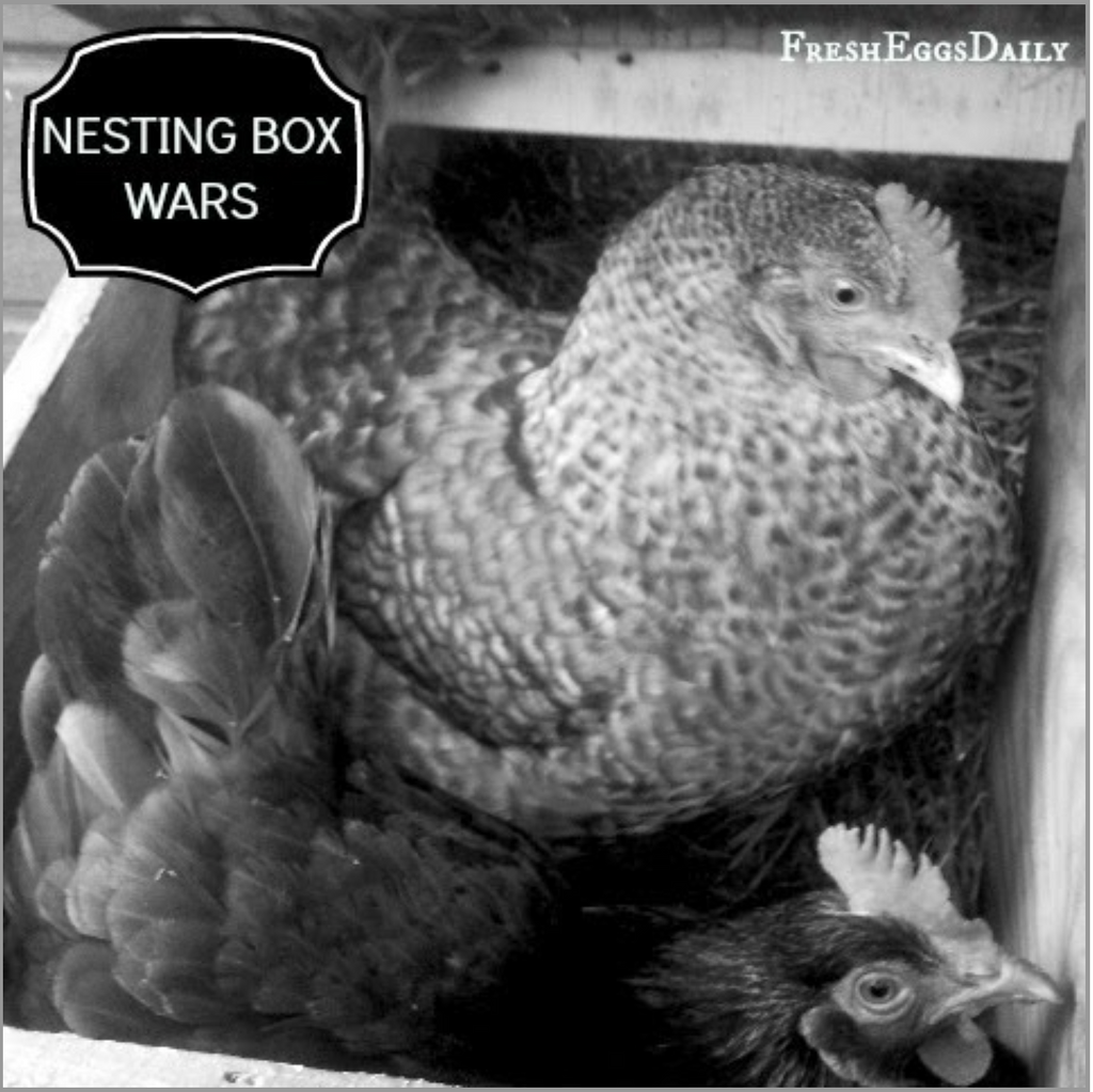 Nesting Box Wars