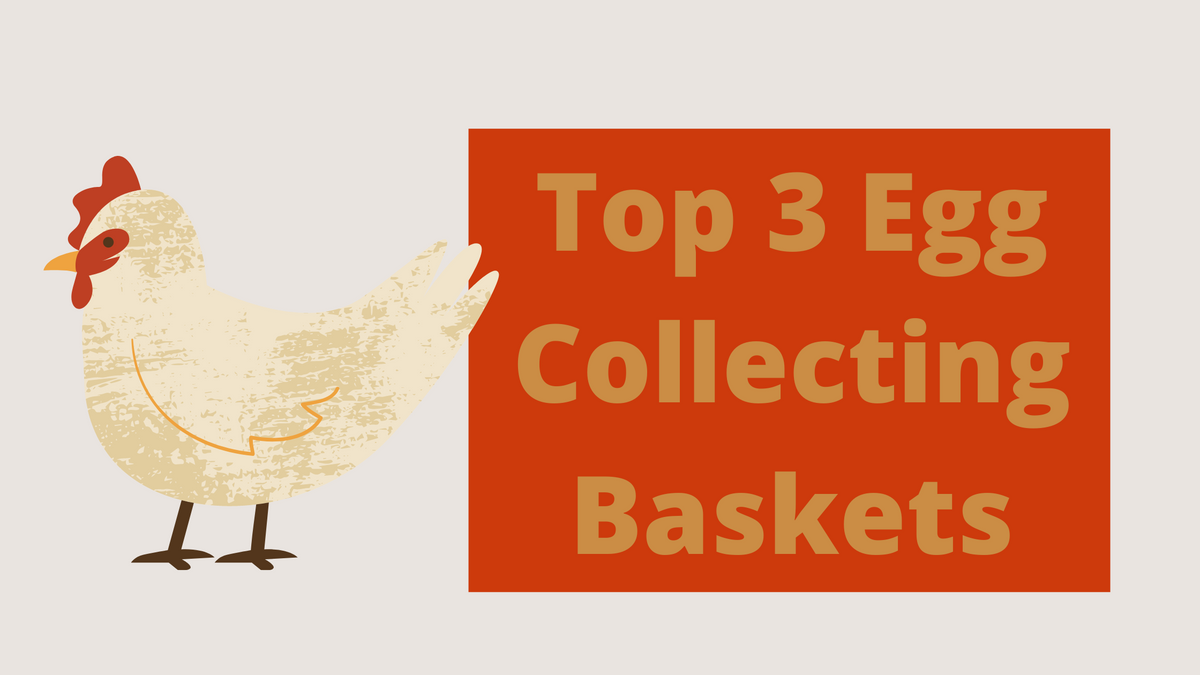 Top 3 Egg Collecting Baskets Best Egg Baskets of 2022 EggCartons.c