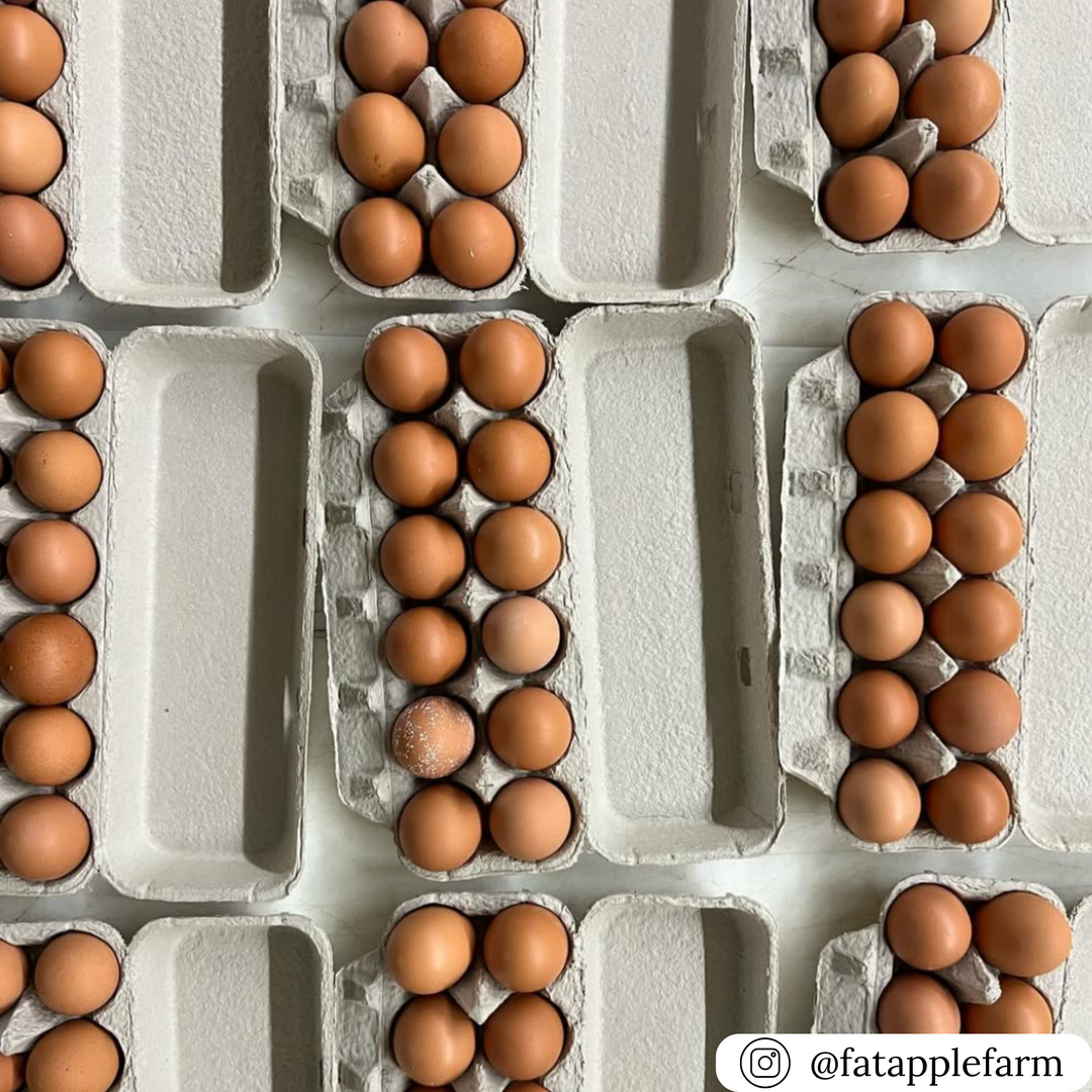eggtrat 14box Flat-Top Ungraded/Unclassified Egg Carton – EggCartons.Com