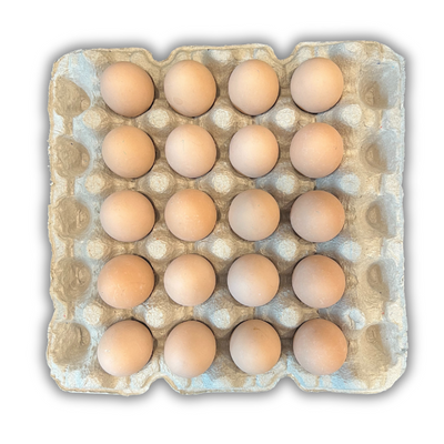 Egg Tray Filler Flat 20-Cell filled with eggs