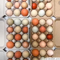 6 12-egg quail natural pulp cartons filled with multi-colored eggs