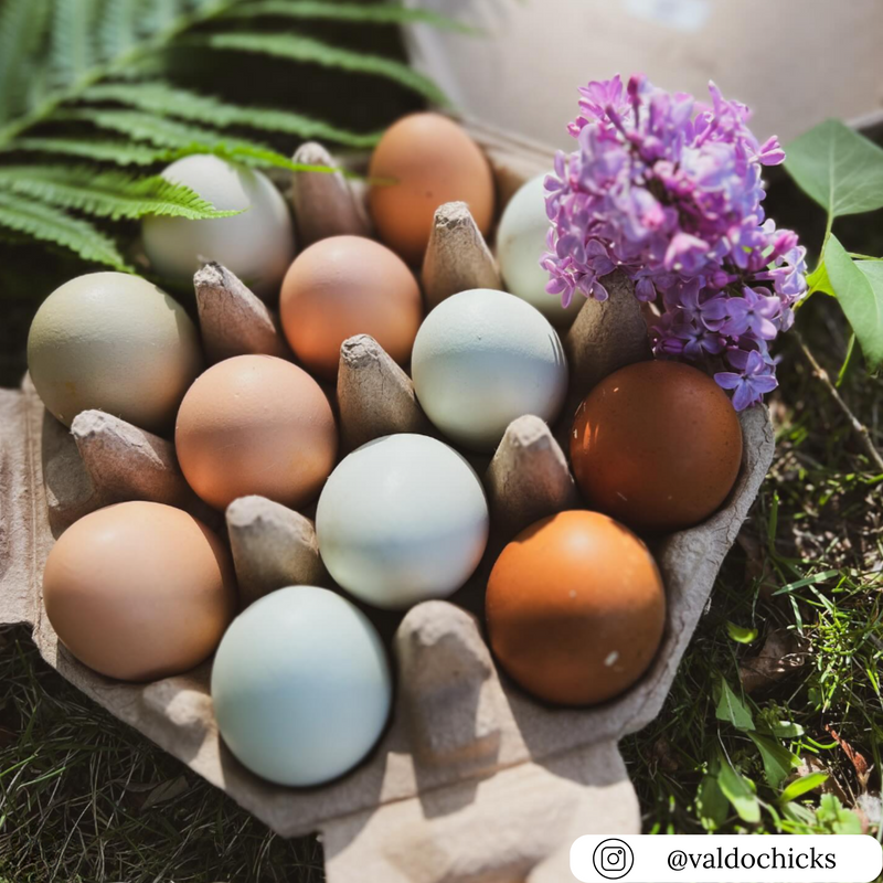 Blank pulp 12-cell octagon, unique egg carton for farm stands, commercial egg packaging