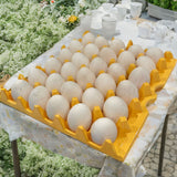 A yellow plastic washable reusable 30-cell tray filled with eggs sitting on an outdoor table