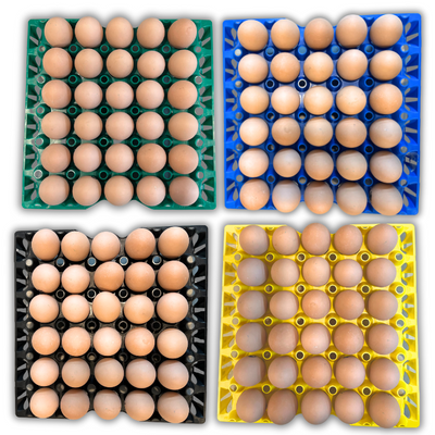 Egg Tray Filler Flat 30-Cell Washable Multi-Pack filled with eggs