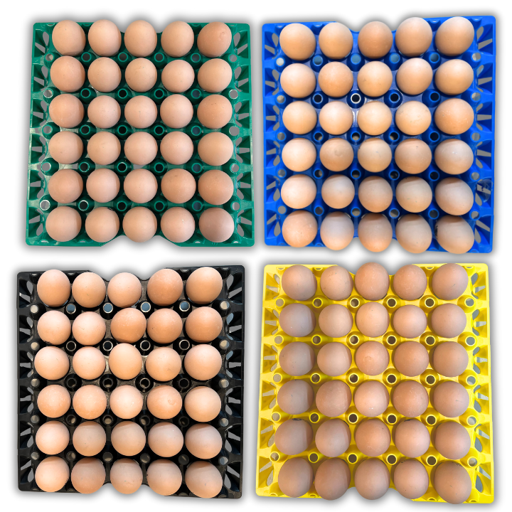 Egg Tray Filler Flat 30-Cell Washable Multi-Pack filled with eggs