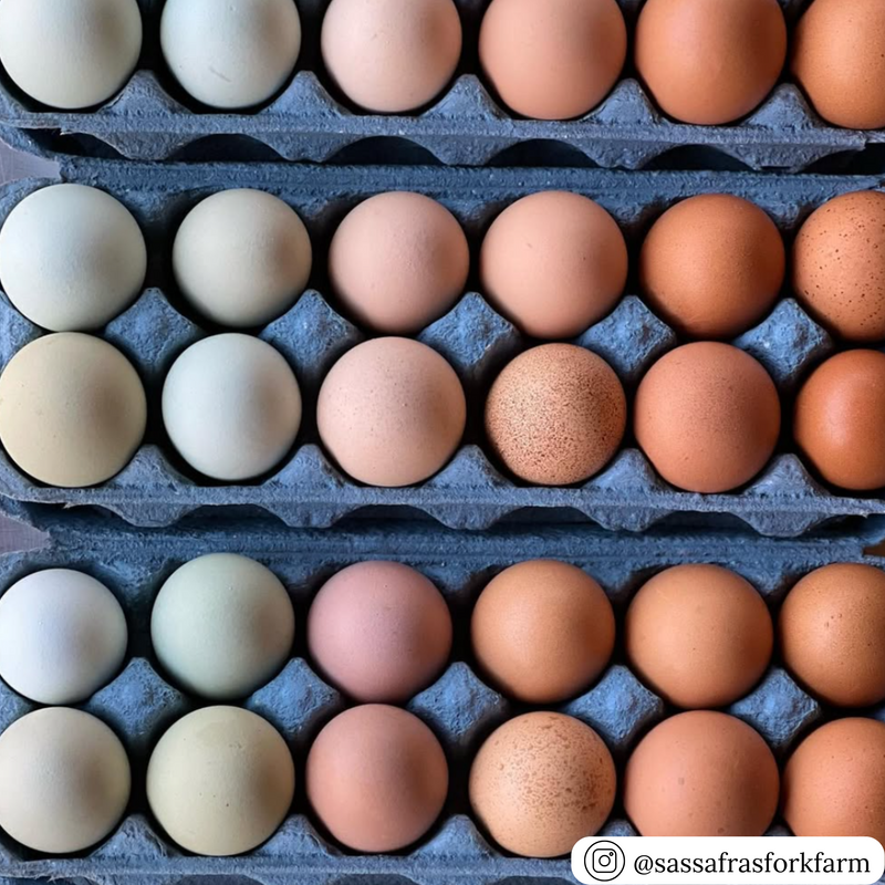 12-cell blue egg carton, recycled pulp, wholesale food packaging