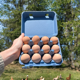 A hand holding up a blue unprinted 12-egg vintage carton filled with 12 brown eggs.