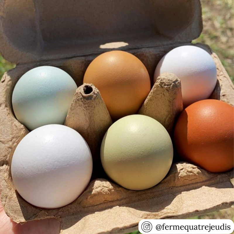 6-egg natural paper pulp egg carton for commercial and hobby farming