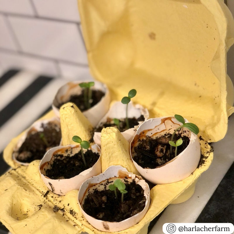 Blank 6-egg paper pulp carton, used for seedlings
