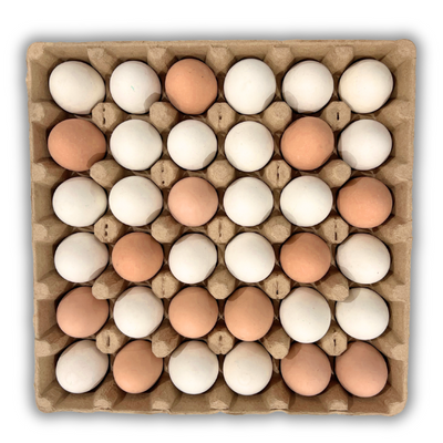 Egg Tray Filler Flat Natural paper pulp tray with 36 cells filled with eggs