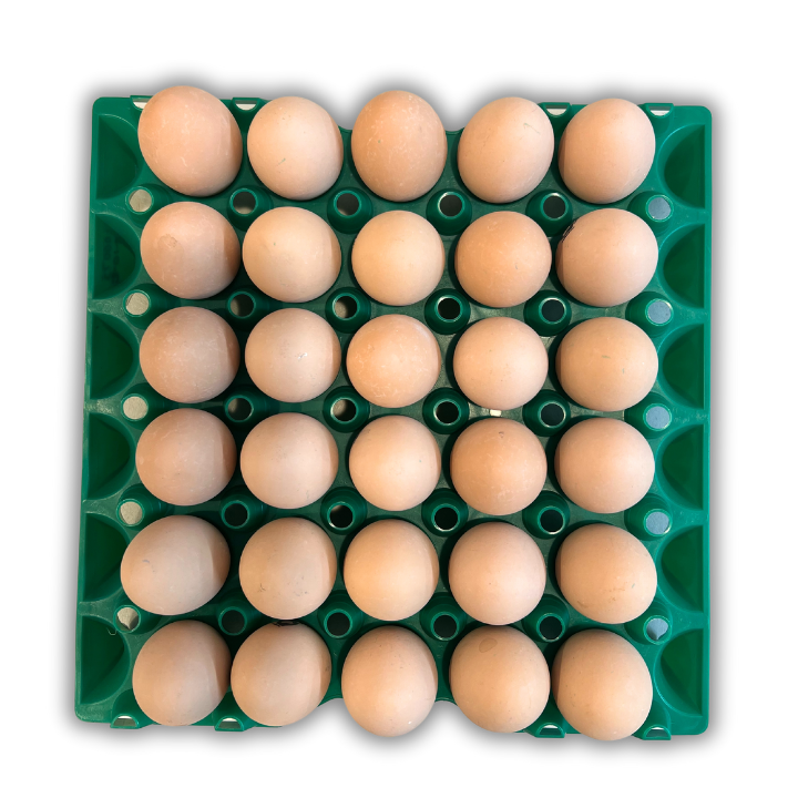 Egg Tray Filler Flat 30-Cell Stackable Green filled with eggs