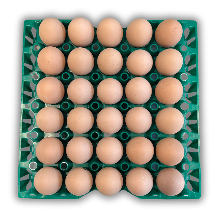 Egg Tray Filler Flat 30-Cell Washable Green filled with eggs