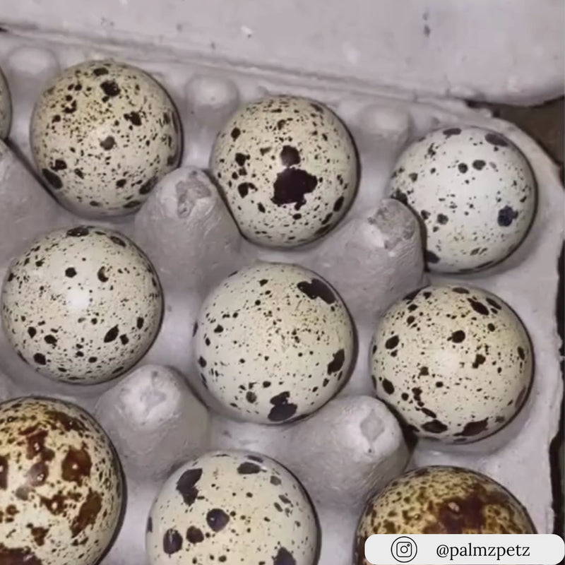 12-egg blank pulp quail carton, bulk wholesale pricing