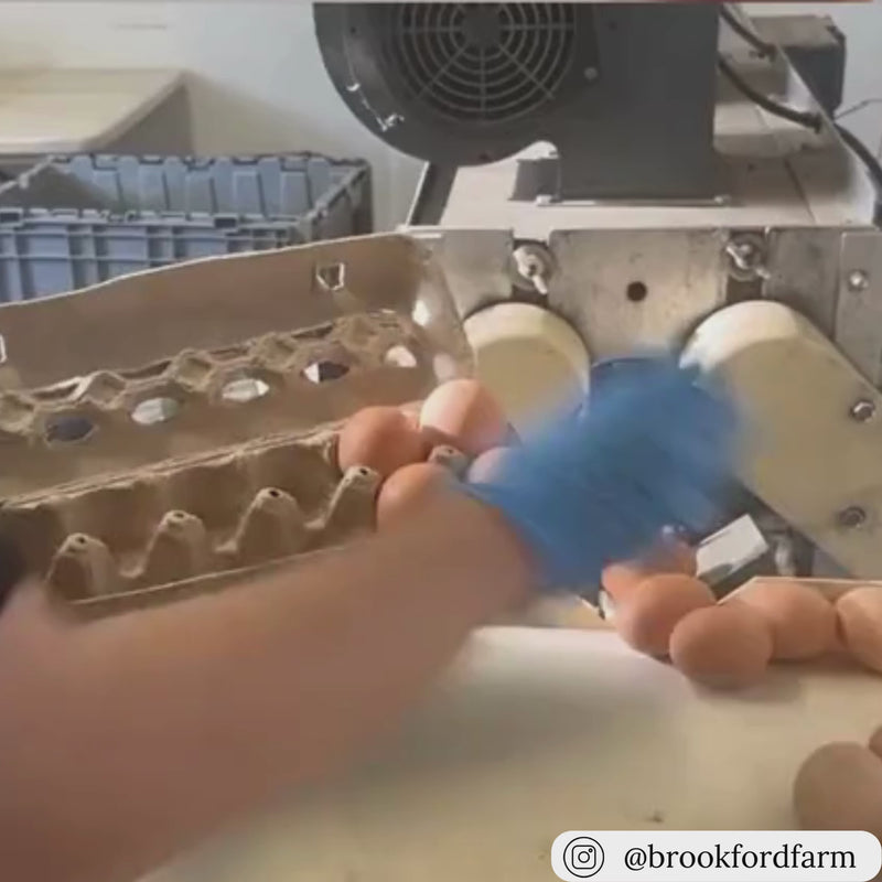 Unprinted 2-egg open stock commercial egg packaging
