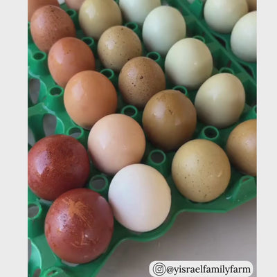 Green plastic washable egg filler flat tray, bulk wholesale quantities and pallet pricing