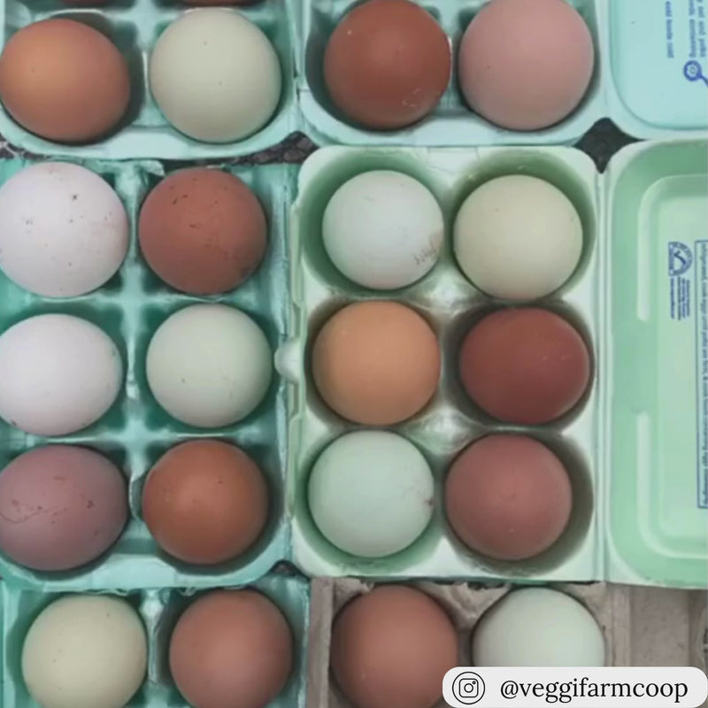 12-Egg foam aqua colored egg cartons, bulk food packaging